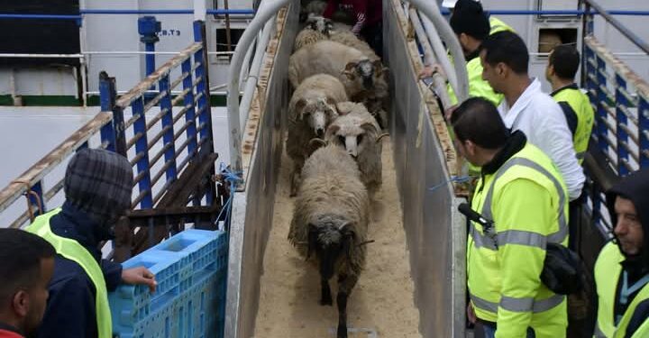 أضحية العيد