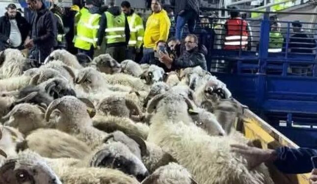 أضاحي العيد المستوردة