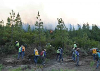 موقعًا غابيًا