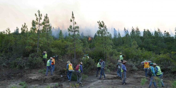 موقعًا غابيًا