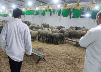 مناء مستغانم