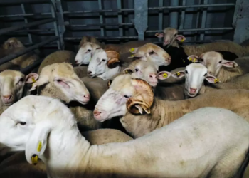 وصول شحنة جديدة من رؤوس الأغنام قادمة من إسبانيا