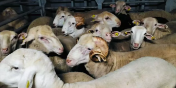 وصول شحنة جديدة من رؤوس الأغنام قادمة من إسبانيا