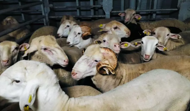 وصول شحنة جديدة من رؤوس الأغنام قادمة من إسبانيا