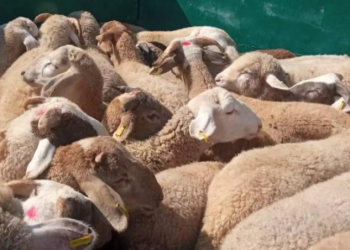 رست ليلة الأربعاء إلى الخميس بميناء جن جن بجيجل باخرة محملة ب 11500 رأس من الأغنام المستوردة قادمة من رومانيا، و ذلك تحسبا لعيد الأضحى المبارك، حسب ما ورد في بيان لذات المؤسسة المينائية.