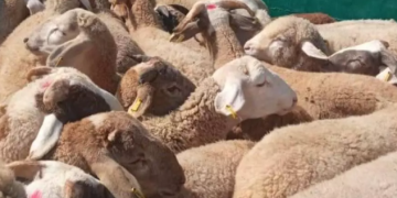 رست ليلة الأربعاء إلى الخميس بميناء جن جن بجيجل باخرة محملة ب 11500 رأس من الأغنام المستوردة قادمة من رومانيا، و ذلك تحسبا لعيد الأضحى المبارك، حسب ما ورد في بيان لذات المؤسسة المينائية.