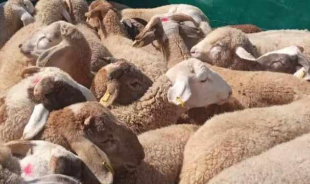 رست ليلة الأربعاء إلى الخميس بميناء جن جن بجيجل باخرة محملة ب 11500 رأس من الأغنام المستوردة قادمة من رومانيا، و ذلك تحسبا لعيد الأضحى المبارك، حسب ما ورد في بيان لذات المؤسسة المينائية.